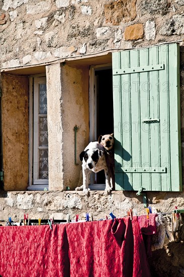 Two dogs looking out of a window