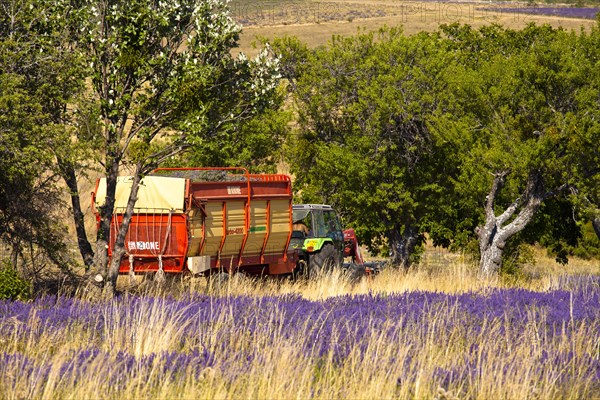 Tractor in a blooming field of Lavender (Lavandula angustifolia)