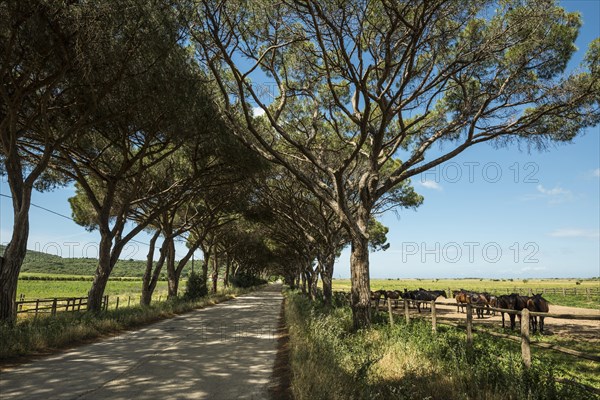 Herd of horses and pine avenue