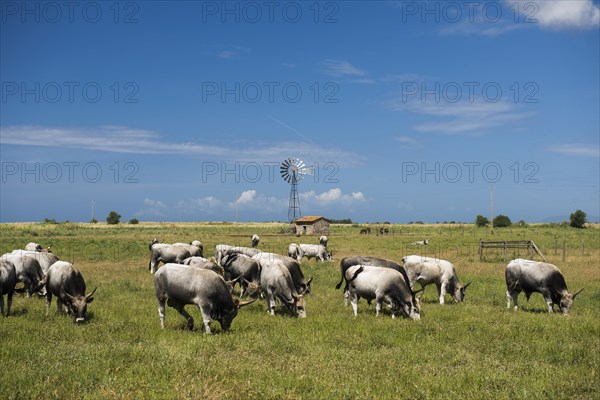 Herd of cattle