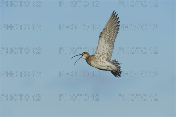 Whimbrel (Numenius phaeopus) in display flight