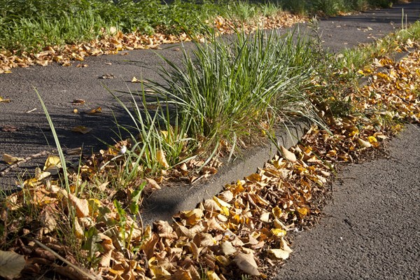 Autumn leaves lying on the side of a road