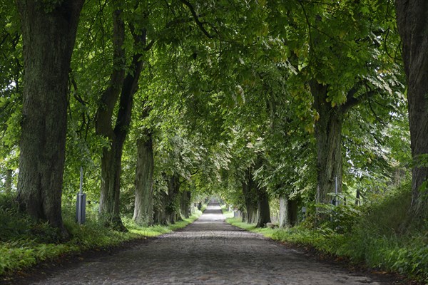 Cobblestone road