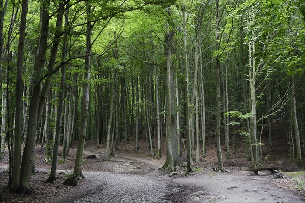 Forest near Jagdschloss Granitz hunting lodge