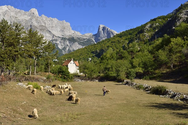 Herder with sheep in Theth or Thethi valley