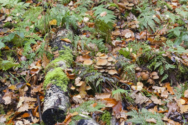 Winter Mushroom