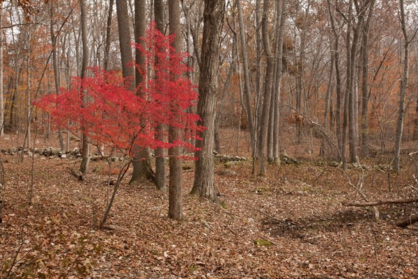 Winged Spindle (Euonymus alatus)