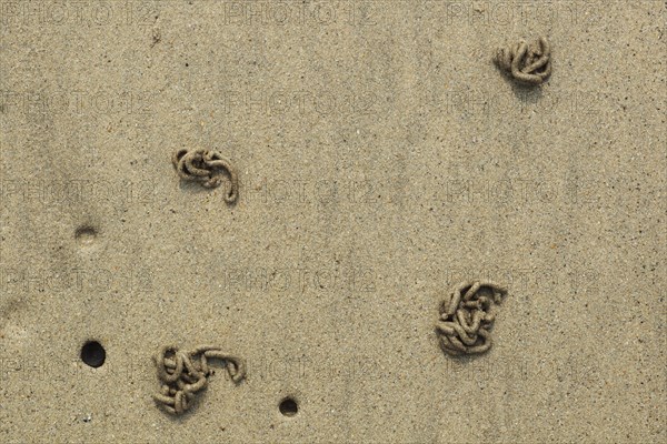 Lugworm (Arenicola marina)