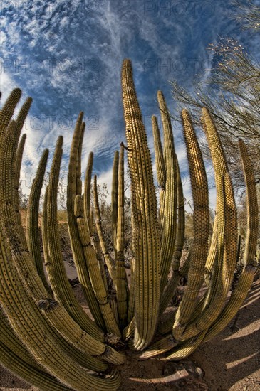 Organ Pipe Cactus (Stenocereus thurberi)