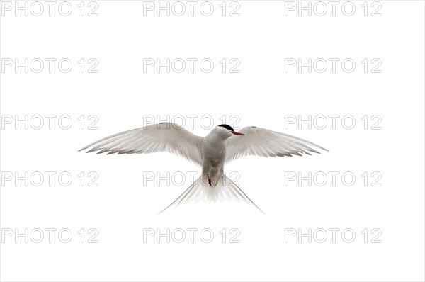 Arctic tern (Sterna paradisaea)