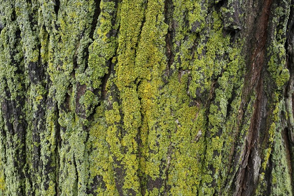 Lichen on tree bark