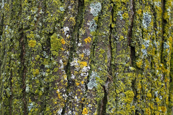 Lichen on tree bark