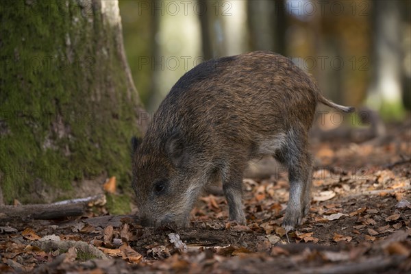 Wild boar (Sus scrofa)