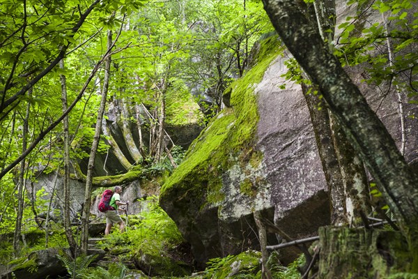 Man hiking in the primeval forest of the Bavona Valley