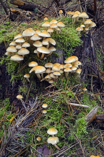 Conifer Tuft (Hypholoma capnoides)