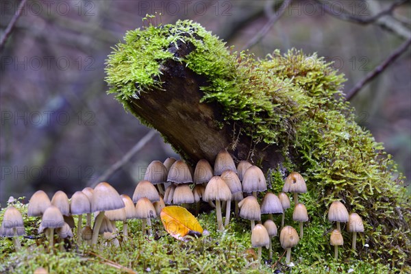 Stump fairy helmet (Mycena stipata) growing on moss-covered dead wood