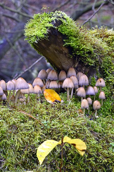 Stump fairy helmet (Mycena stipata) growing on moss-covered dead wood