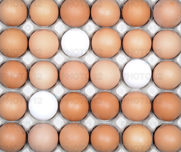 Single white eggs between brown eggs on an egg tray