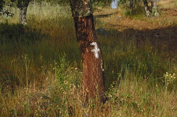 Cork oak (Quercus suber) with number 7