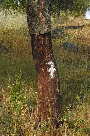 Cork oak (Quercus suber) with number 7