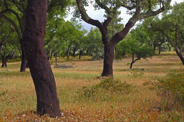 Cork oaks (Quercus suber)