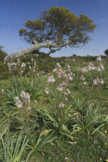 Branched asphodel (Asphodelus ramosus) and holm oak (Quercus ilex)
