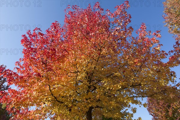 American Sweetgum