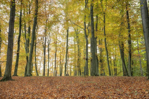 Woodland at Liepnitzsee