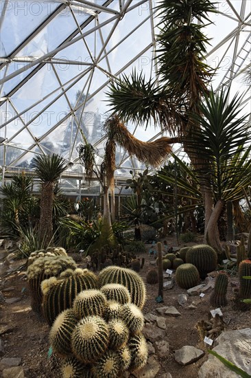 Cacti vegetation with Golden Barrel Cactus or Mother-in-Law's Cushion (Echonocactus grusonii)