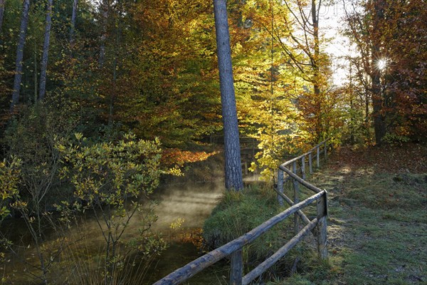 Mixed forest and a stream in autum