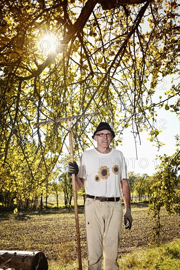 Man at the apple harvest