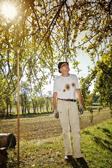 Man at the apple harvest