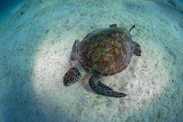 Green Sea Turtle (Chelonia mydas)