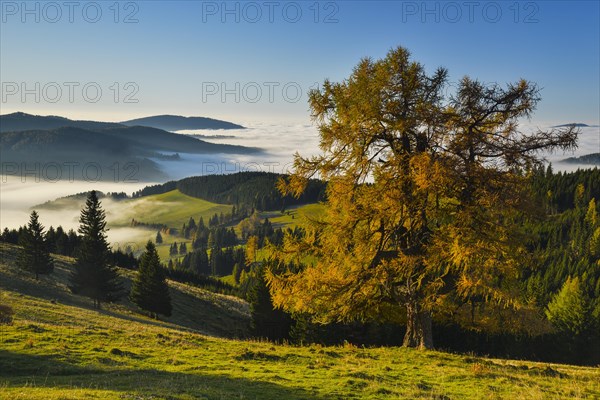 Larch (Larix) in an alpine pasture in autumn with morning fog