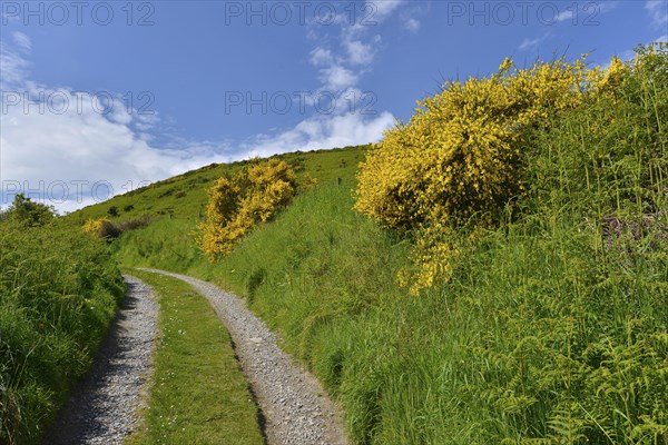 Dirt road lined with Scotch Broom (Cytisus scoparius)