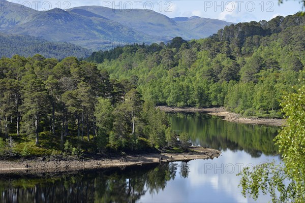 Caledonian pines (Pinus sp.)