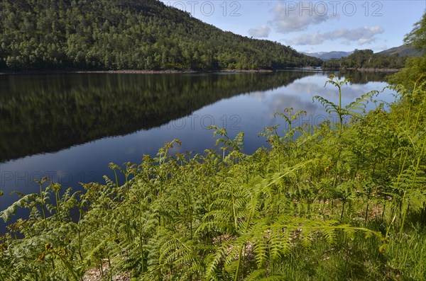 Ferns growing on the shore of Loch Beinn a Mheadhoin