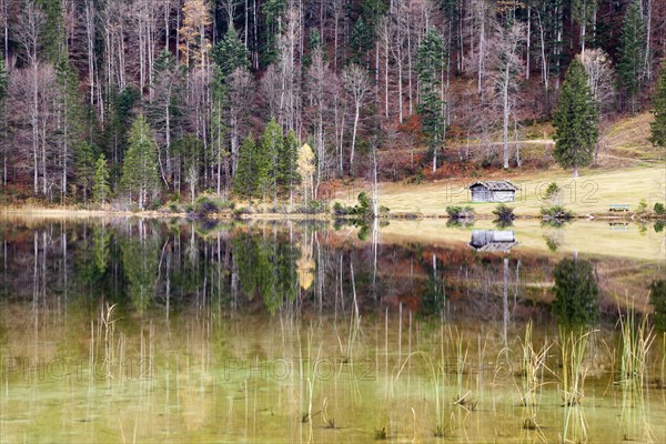 Autumnal forest and hut with a reflection in Lake Ferchensee