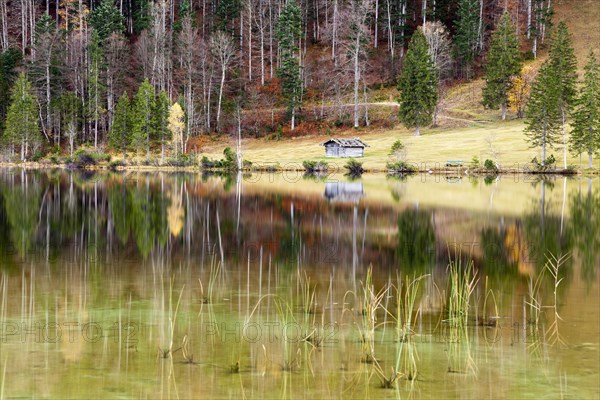 Autumnal forest and hut with a reflection in Lake Ferchensee