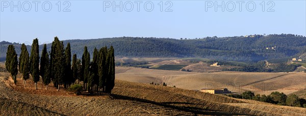 Cypress-grove on ploughed field
