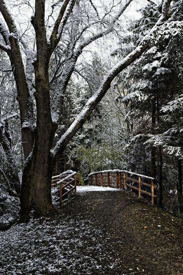 Path and a wooden footbridge in a forest