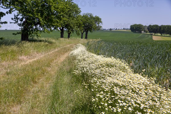 Chamomile (Matricaria chamomilla) flowers growing abundantly along a dirt road in Neckanitz