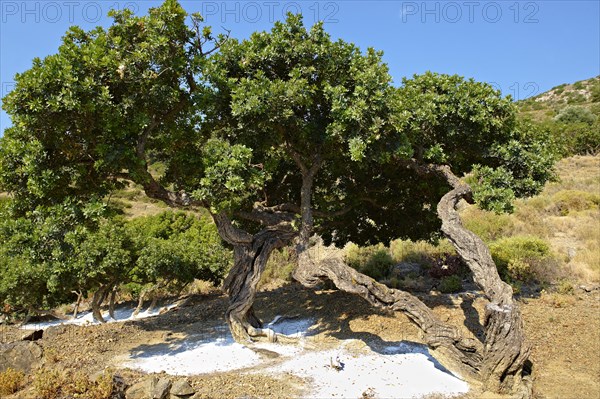 Mastic trees (Pistacia lentiscus) being prepared for the mastic harvest by having fresh white earth spread under the trees to catch falling mastic resin from cuts in the bark