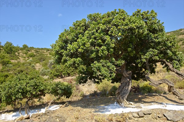 Mastic trees (Pistacia lentiscus) being prepared for the mastic harvest by having fresh white earth spreads under the trees to catch falling mastic resin from cuts in the tree bark