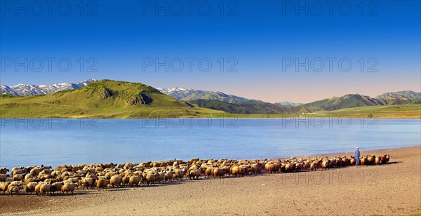 Herd of sheep and shepherd on the shore of Lake Van