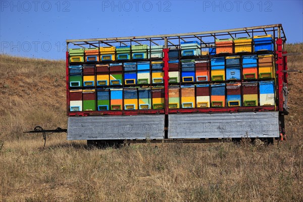 Trailer with bee hives