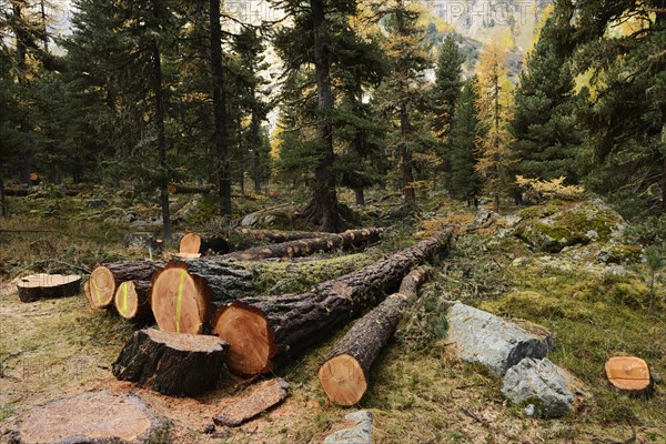 Freshly cut larch trees (Larix)