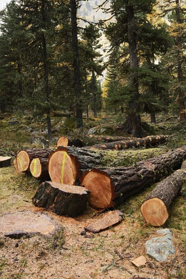 Freshly cut larch trees (Larix)