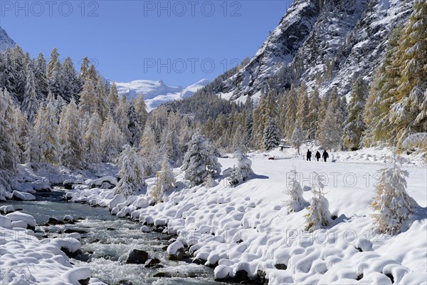 Snowy landscape with Roseg river and a larch forest (Larix)