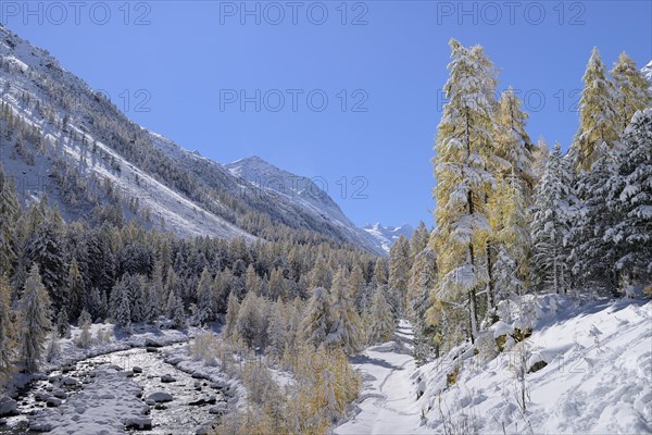 Snowy landscape with Roseg river and a larch forest (Larix)